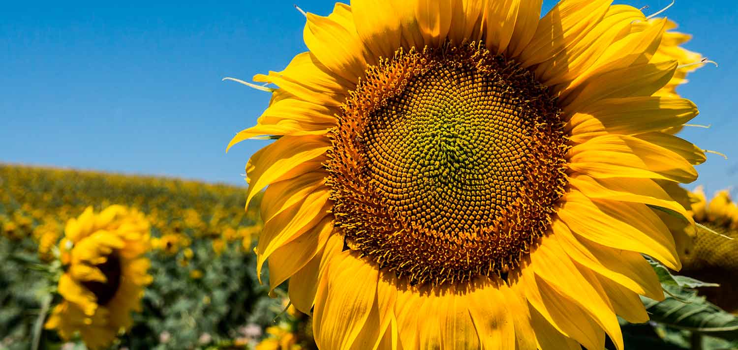 Découvrez si les graines de tournesol font grossir et leurs propriétés pour le corps