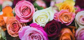 La rose est l'une des fleurs les plus utilisées dans le monde de la parfumerie.