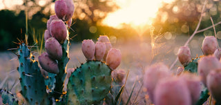 Découvrez les propriétés du cactus dans les cosmétiques